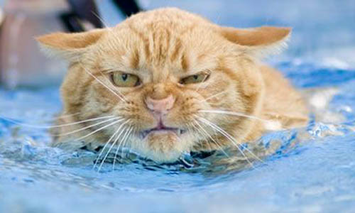 Build your own slot - use pics of your pets, cat, work collegues, childen? Then play for free or for real